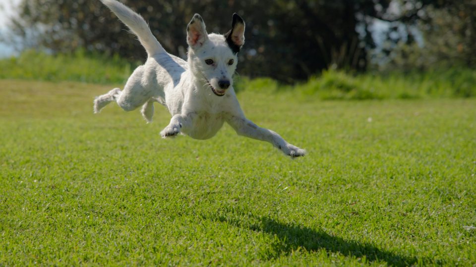 dog jumping on lawn during daytime